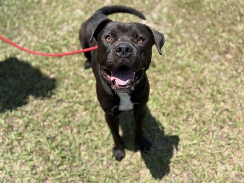 KENNY - Pit Bull Terrier available for adoption