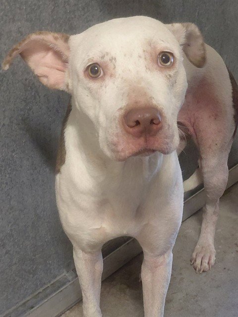 RAISHAN - Pit Bull Terrier available for adoption
