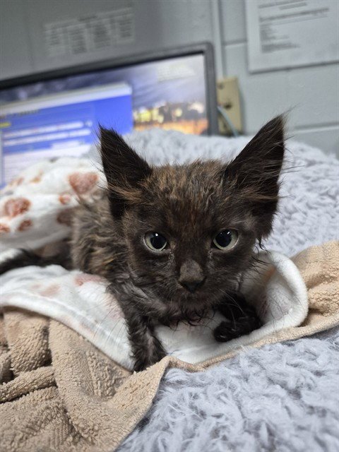 PENNY - Domestic Short Hair available for adoption