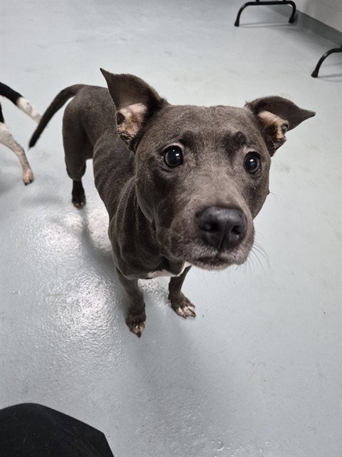 LAYLA - Pit Bull Terrier available for adoption