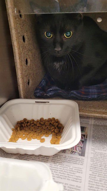 EDGAR - Domestic Short Hair available for adoption