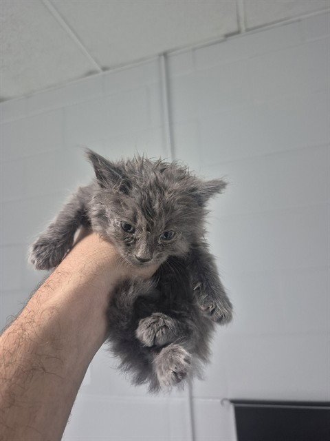 DARYL - Domestic Long Hair available for adoption