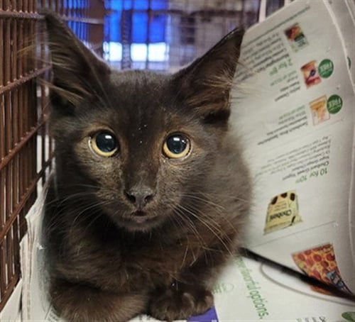 POPCORN - Domestic Short Hair available for adoption