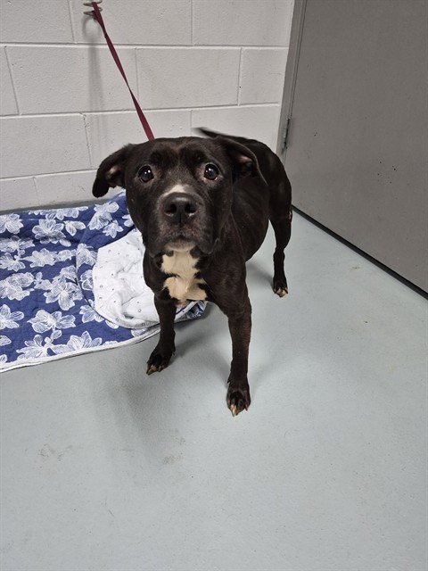 RAVEN - Staffordshire Bull Terrier available for adoption