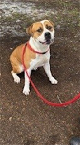 HORIZON - Pit Bull Terrier available for adoption