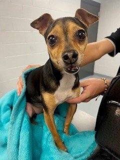 ZOE - Miniature Pinscher available for adoption