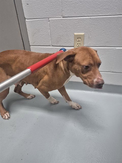 POSEY - Pit Bull Terrier available for adoption