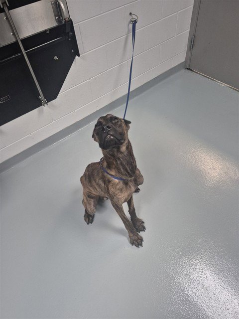 ALAMO - Cane Corso Mastiff available for adoption