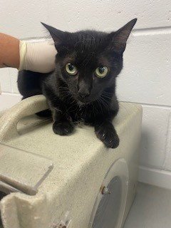 PARY - Domestic Short Hair available for adoption