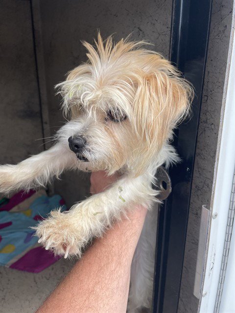 YANI - Shih Tzu available for adoption