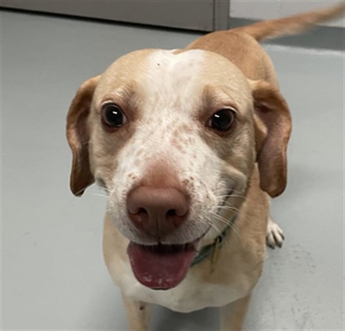 PEACH - Labrador Retriever available for adoption