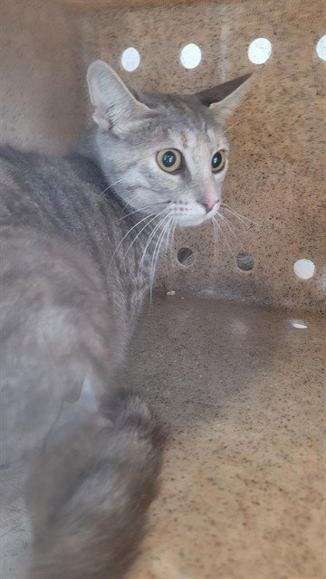 FIONA - Domestic Short Hair available for adoption