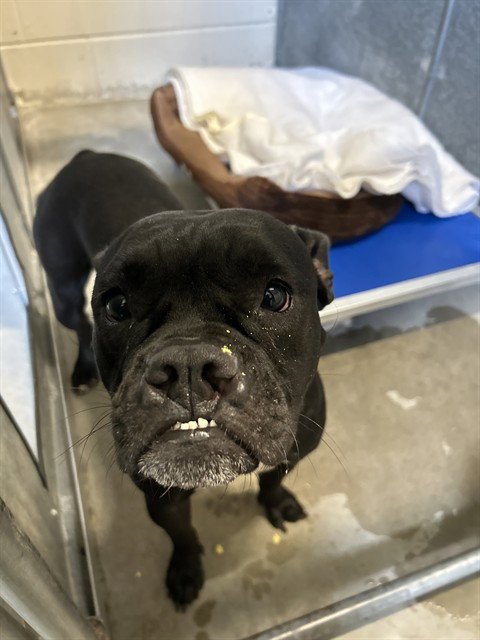 CHARLENE - Boxer / American Bulldog available for adoption