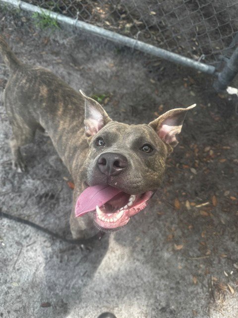 TACO - Pit Bull Terrier available for adoption