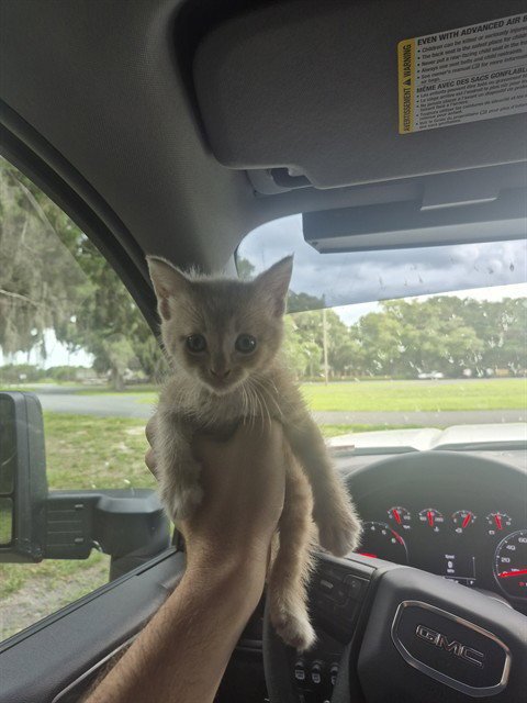 CHICKEN NUGGET - Domestic Short Hair available for adoption