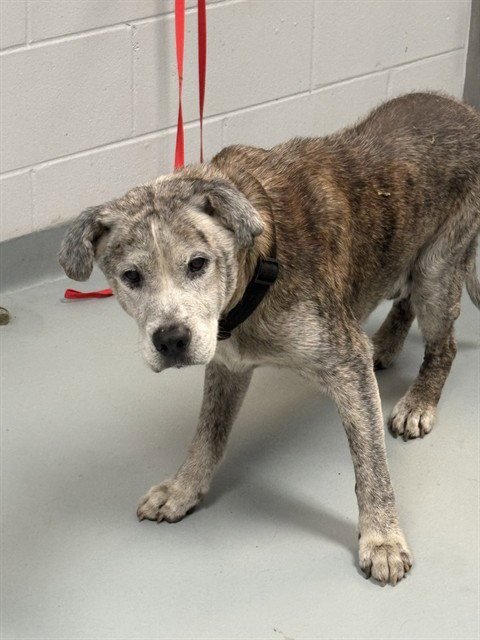 KOI - Chinese Shar-Pei / Pit Bull Terrier available for adoption