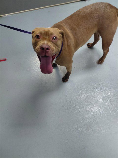 NITRA - Pit Bull Terrier available for adoption