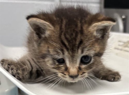 MILO - Domestic Short Hair available for adoption