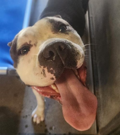 SCRAPPY - Pit Bull Terrier available for adoption
