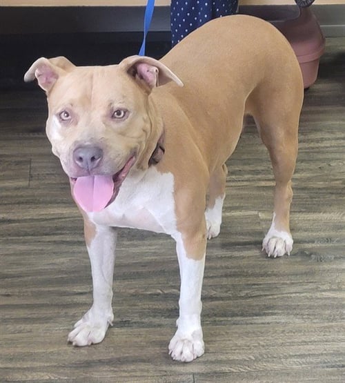 NENA - Pit Bull Terrier available for adoption