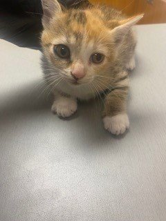 PIXIE - Domestic Short Hair available for adoption