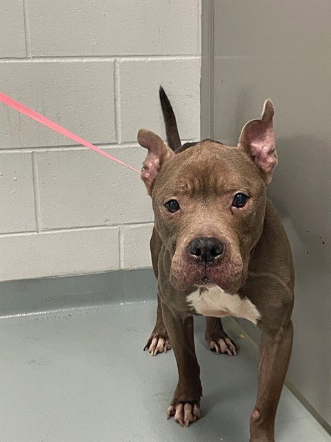 SADIE - Pit Bull Terrier available for adoption