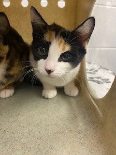 JESSIE - Domestic Short Hair available for adoption
