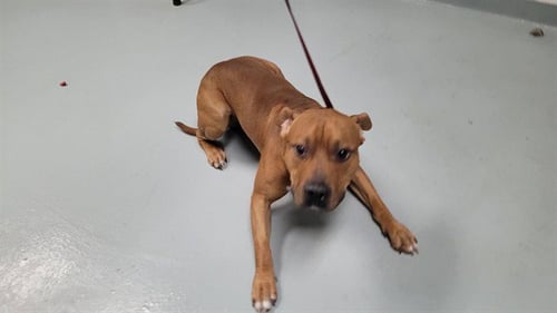 ROCKY - Pit Bull Terrier available for adoption