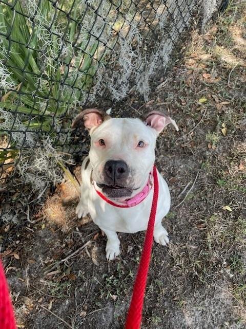 TAMARA - Pit Bull Terrier available for adoption
