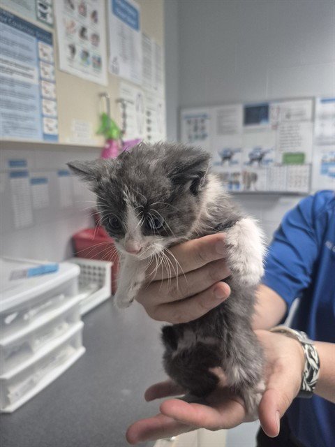 MAGGIE - Domestic Short Hair available for adoption