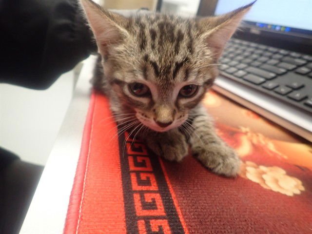 CHIP - Domestic Short Hair available for adoption