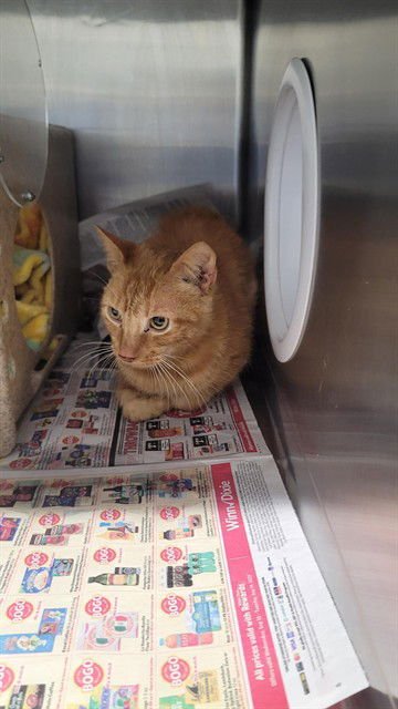 SAKE - Domestic Short Hair available for adoption