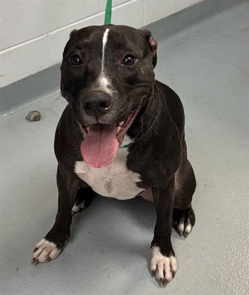 LOUISE - Pit Bull Terrier available for adoption