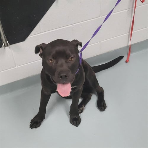 KENNY - Pit Bull Terrier available for adoption