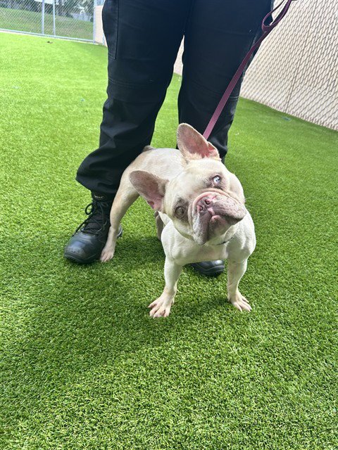 ARTIFACT - French Bulldog available for adoption