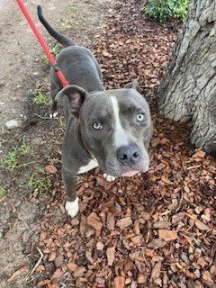 NIX - Pit Bull Terrier available for adoption