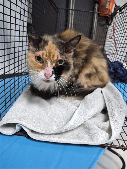 OTTERPOP - Domestic Long Hair available for adoption