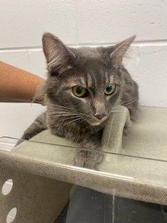 HIJA - Domestic Short Hair available for adoption