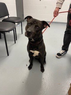 CASPER - Pit Bull Terrier available for adoption