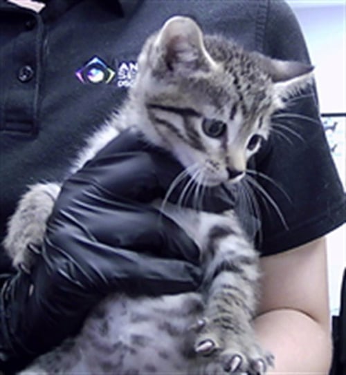 KIMO - Domestic Short Hair available for adoption