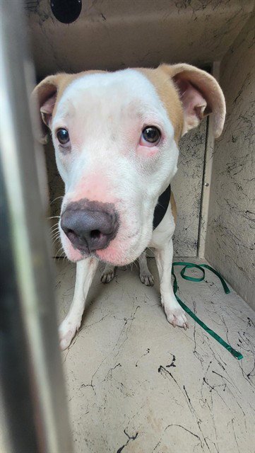 MAYA - Staffordshire Bull Terrier available for adoption
