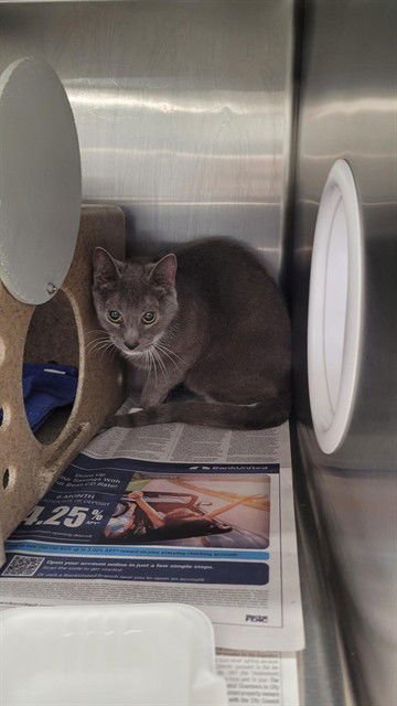 AURORA - Domestic Short Hair available for adoption