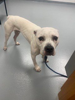 MOCHI - Boxer available for adoption