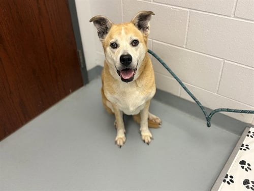 LUCKY STAR - German Shepherd Dog available for adoption
