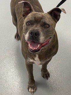CHABO - Pit Bull Terrier available for adoption
