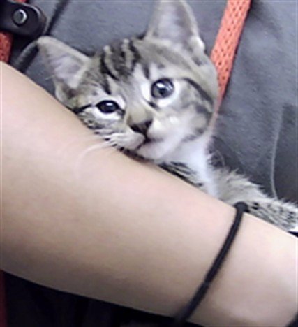 BUTTERCUP - Domestic Short Hair available for adoption