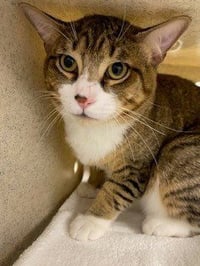 TAZ - Photo 1