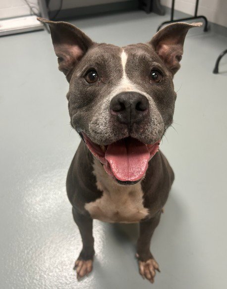 DRAGONFLY - Pit Bull Terrier available for adoption