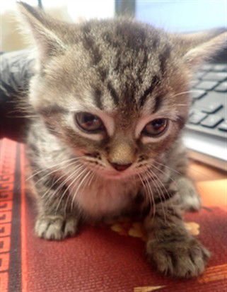 DAISY - Domestic Short Hair available for adoption