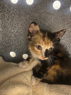 LIT - Domestic Short Hair available for adoption
